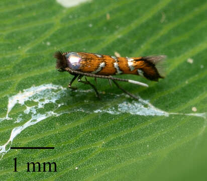 Image of Leaf miner moth