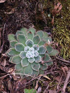 Image of <i>Echeveria <i>setosa</i></i> var. setosa