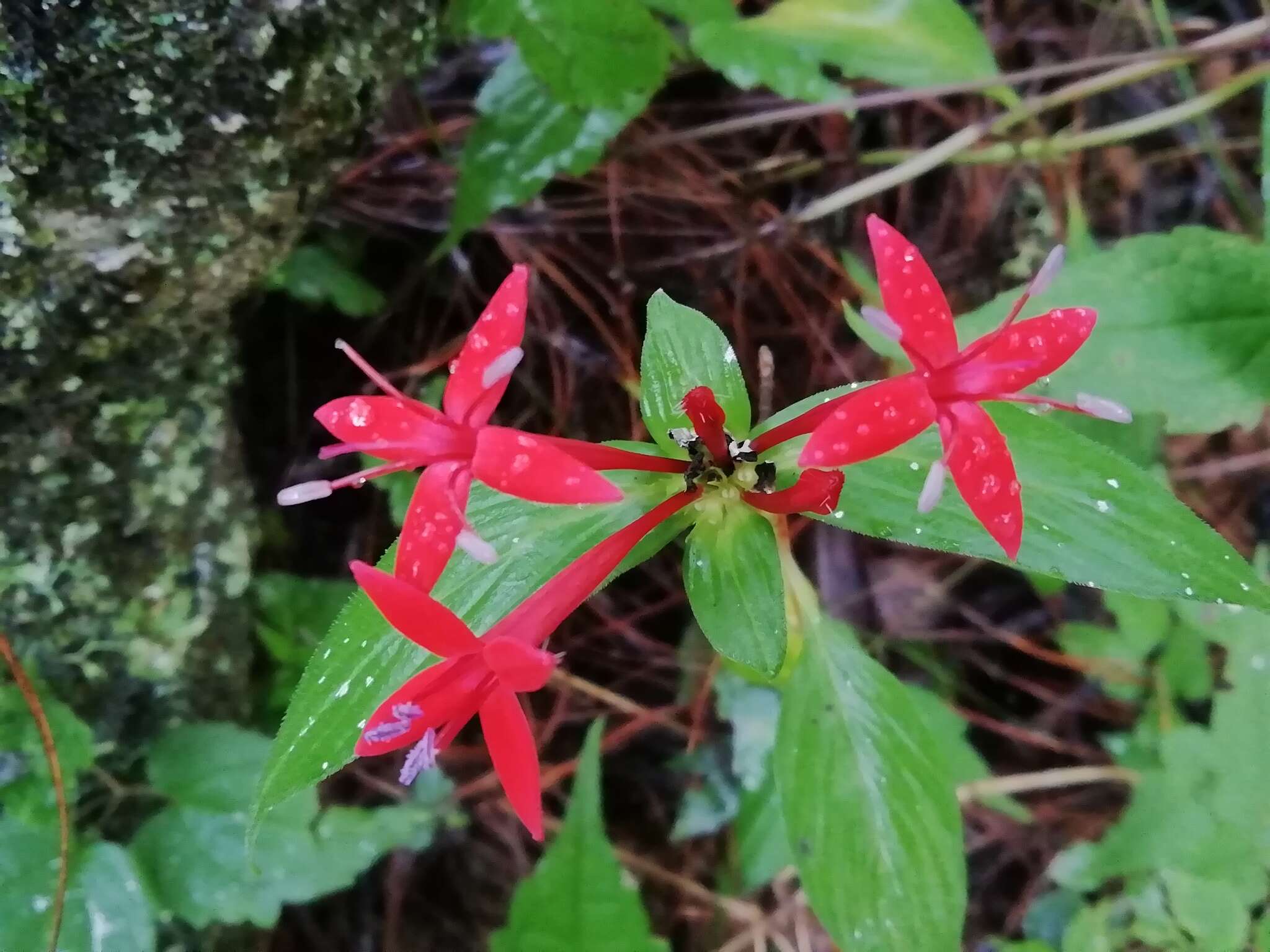 Image of Crusea coccinea DC.