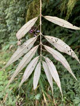 Image of Callicarpa hypoleucophylla T. P. Lin & J. L. Wang