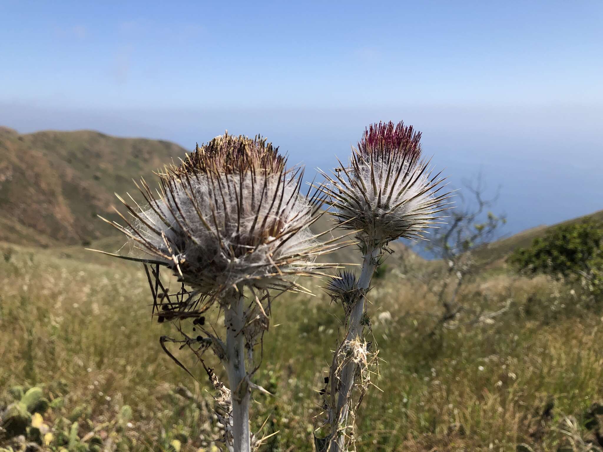 Imagem de Cirsium occidentale var. occidentale