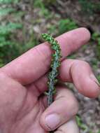 Image of Appalachian bunchflower