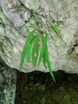 Image of Goniopteris incisa (Sw.) C. Presl