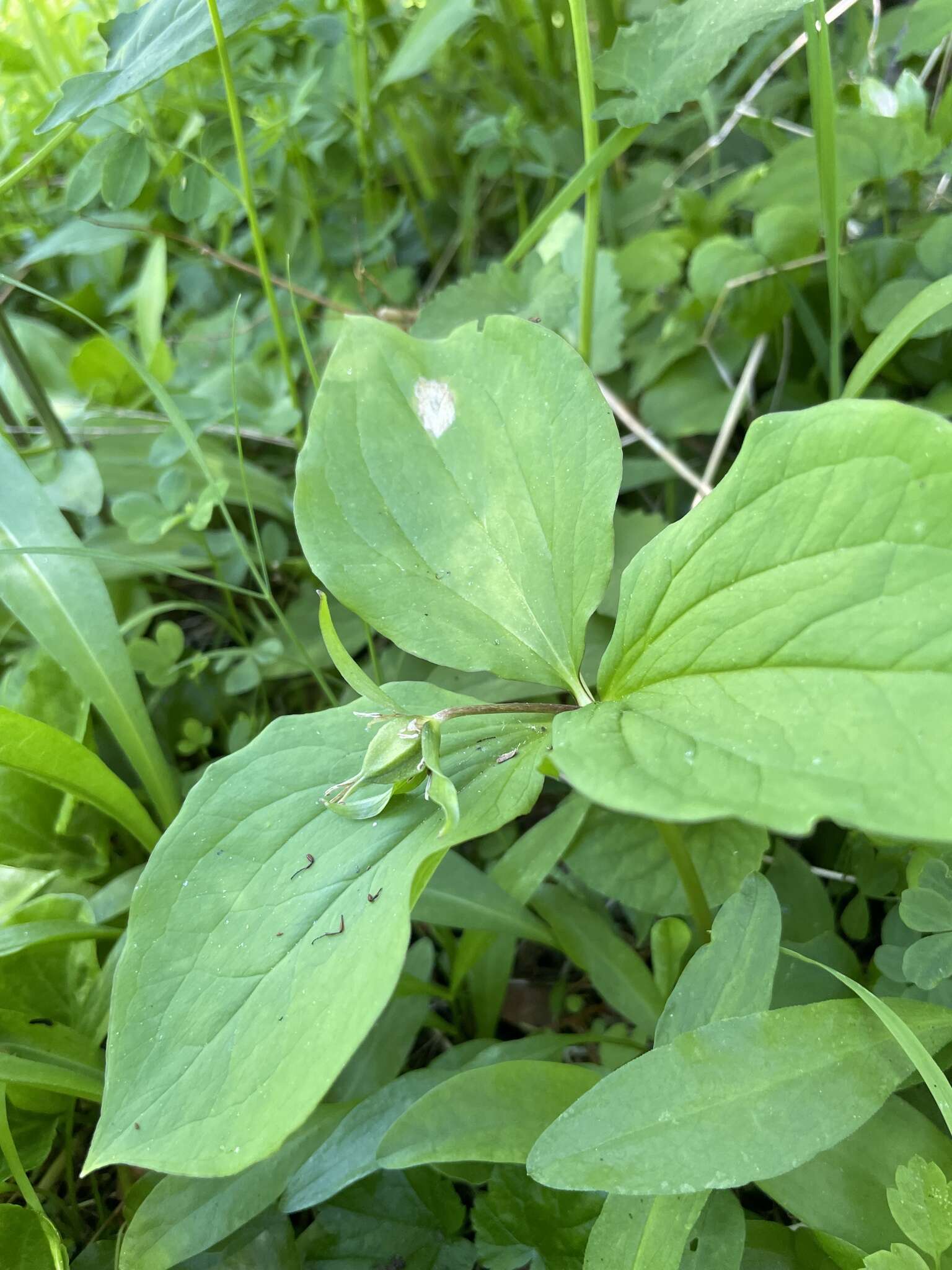 Image of Oettinger's trillium