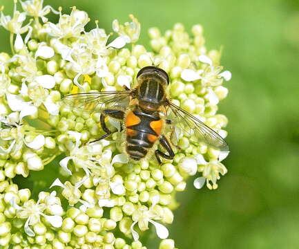 Слика од Mesembrius peregrinus (Loew 1846)