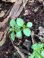 Image of star chickweed