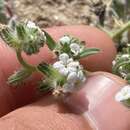 Image of Cryptantha arenophila Rebman & M. G. Simpson