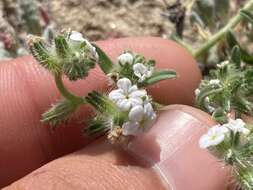 Plancia ëd Cryptantha arenophila Rebman & M. G. Simpson