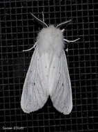 Image of Agreeable Tiger Moth