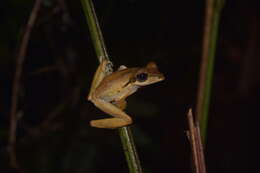 Image of Bongao tree frog