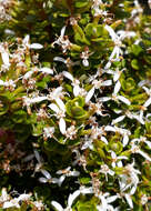 Image of Olearia nummularifolia Hook. fil.