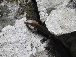 Image of Madrean Tropical Night Lizard