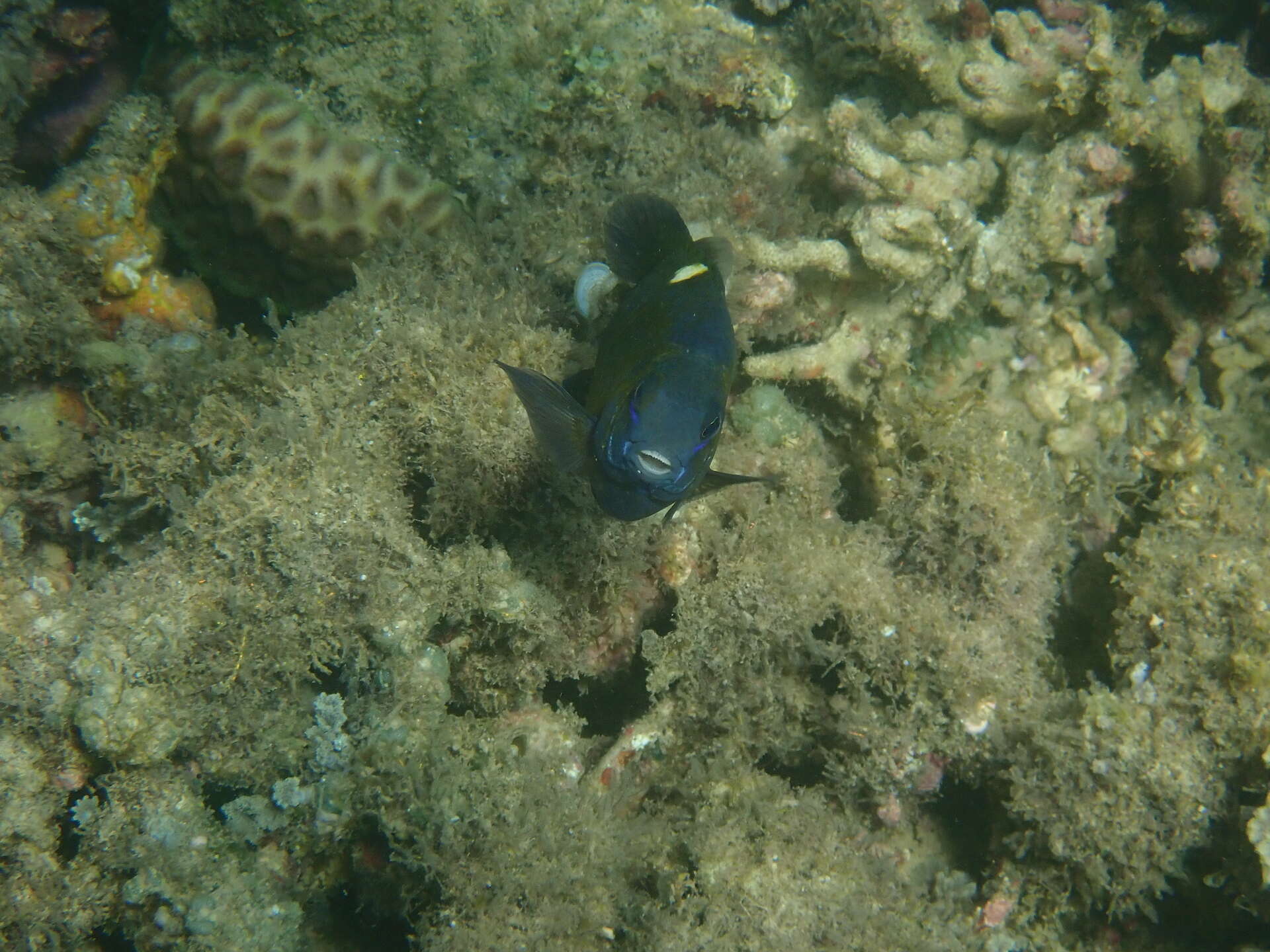 Image of Damselfish