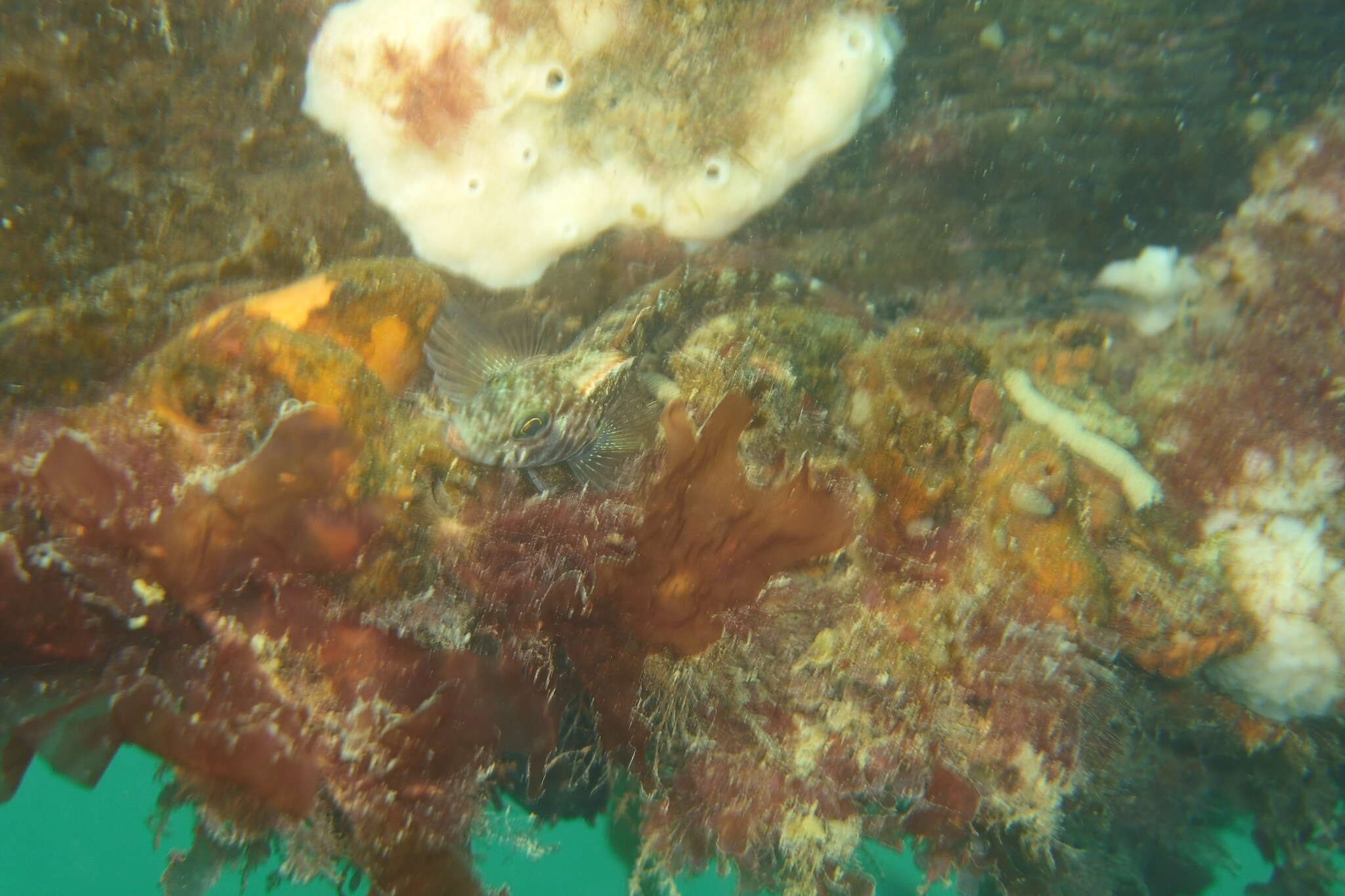 Image of Striped Triplefin