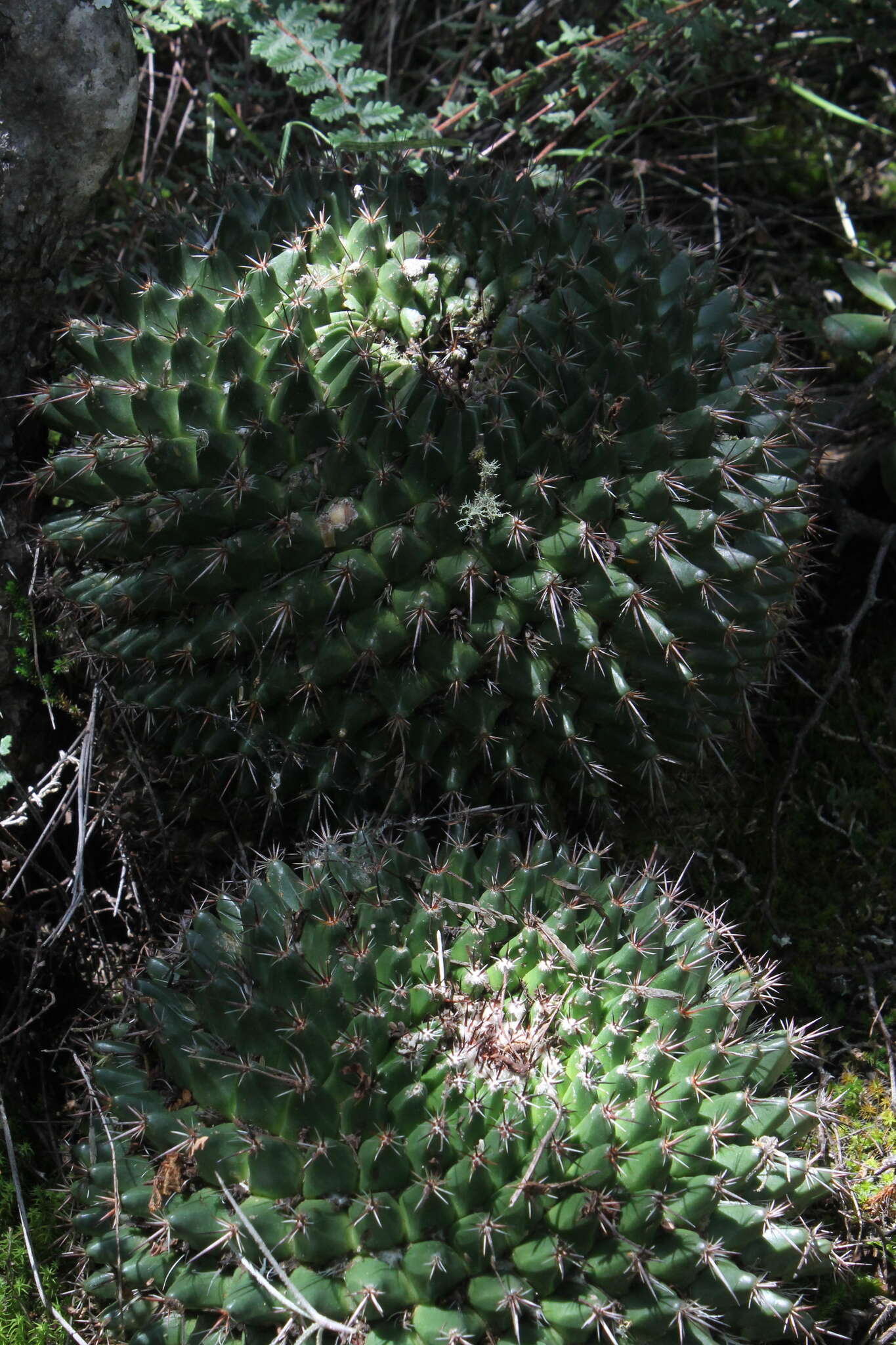 Image de Mammillaria mystax Mart.