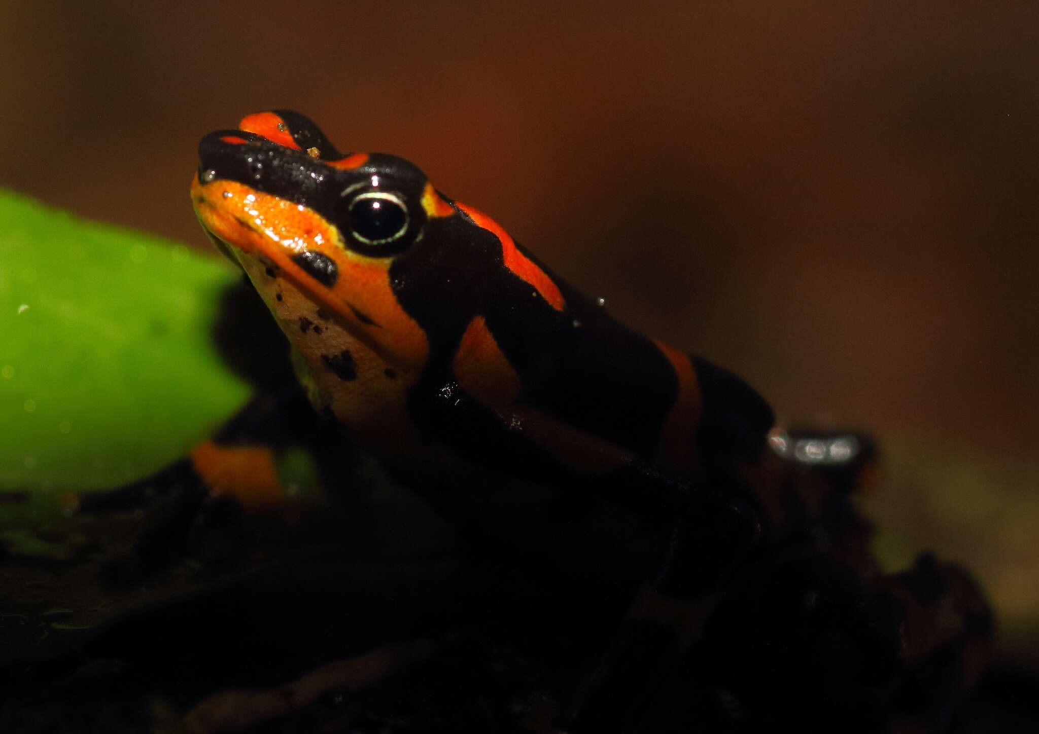 Image of Clown Frog