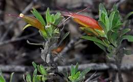 صورة Eremophila glabra subsp. murrayana