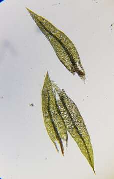 Image of pohlia moss