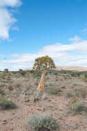 Image de Aloidendron dichotomum (Masson) Klopper & Gideon F. Sm.