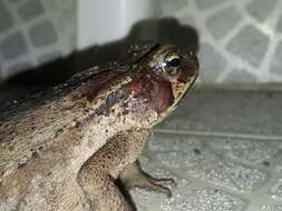 صورة Rhinella ornata (Spix 1824)