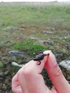 Image of Hensel’s Swamp Frog