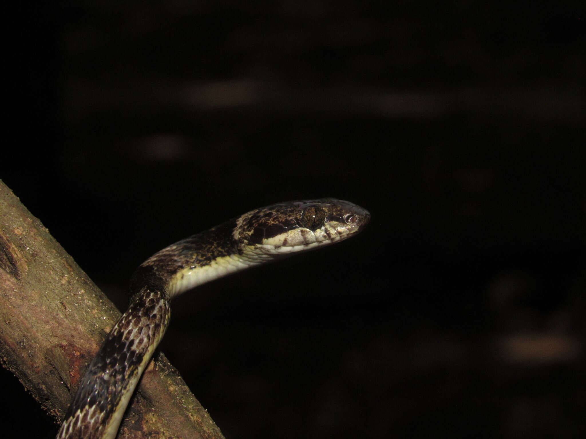 Image of Baker's Cat-eyed Snake