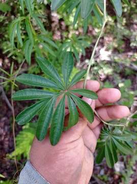 Imagem de Ipomoea heterodoxa Standl. & Steyerm.