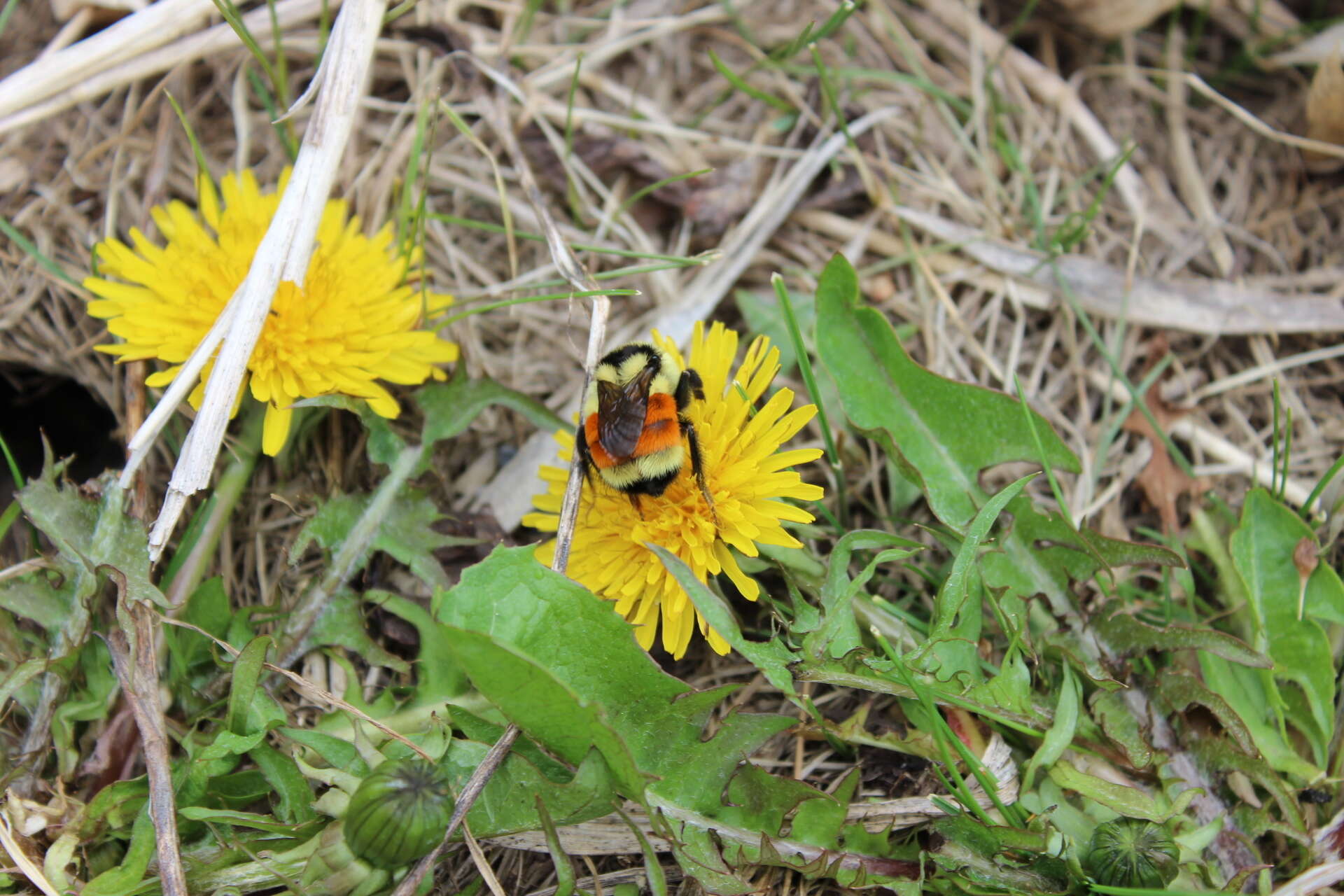 Image of Tricolored Bumble Bee