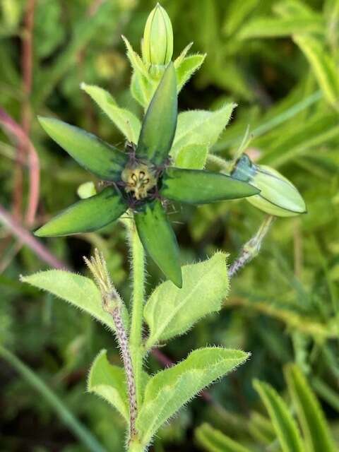 Image of Ceropegia gerrardii (Harv.) Bruyns