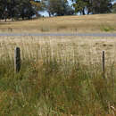 Image of Australian wallaby grass