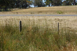 Image of Australian wallaby grass