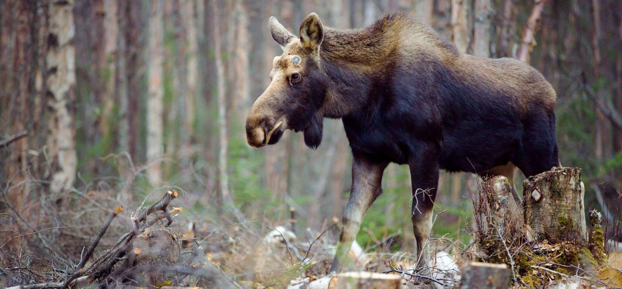 Image of North American Elk