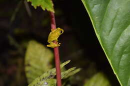 Image of Lesser Treefrog