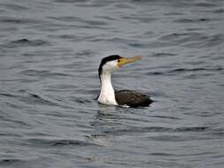 Image of Phalacrocorax varius hypoleucos (Brandt & JF 1837)