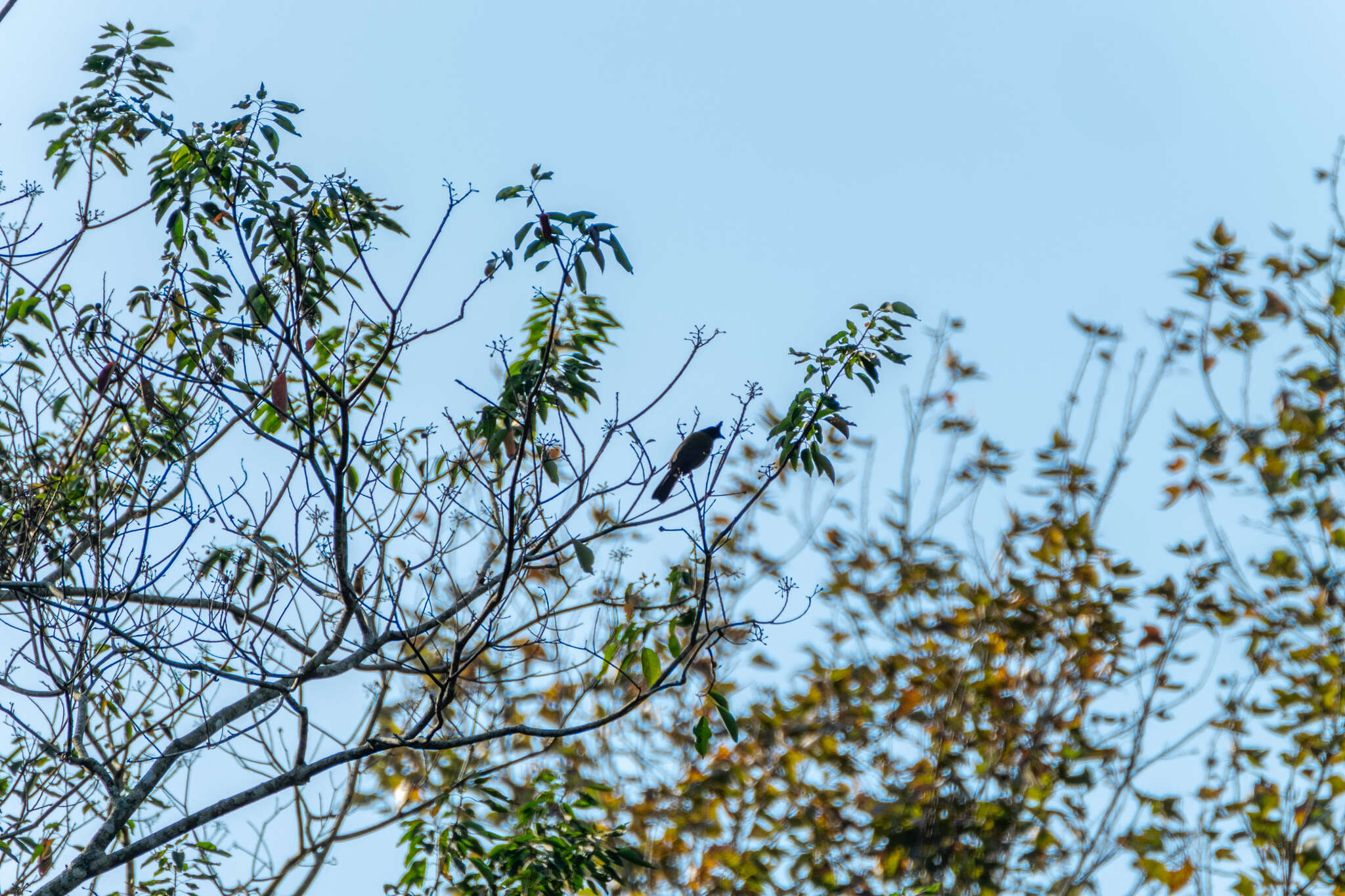 Image of Black-crested Bulbul