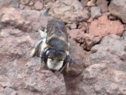 Image de Megachile canariensis Pérez 1902