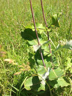 Imagem de Asclepias amplexicaulis Sm.