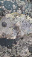Image of Steromphala cineraria (Linnaeus 1758)