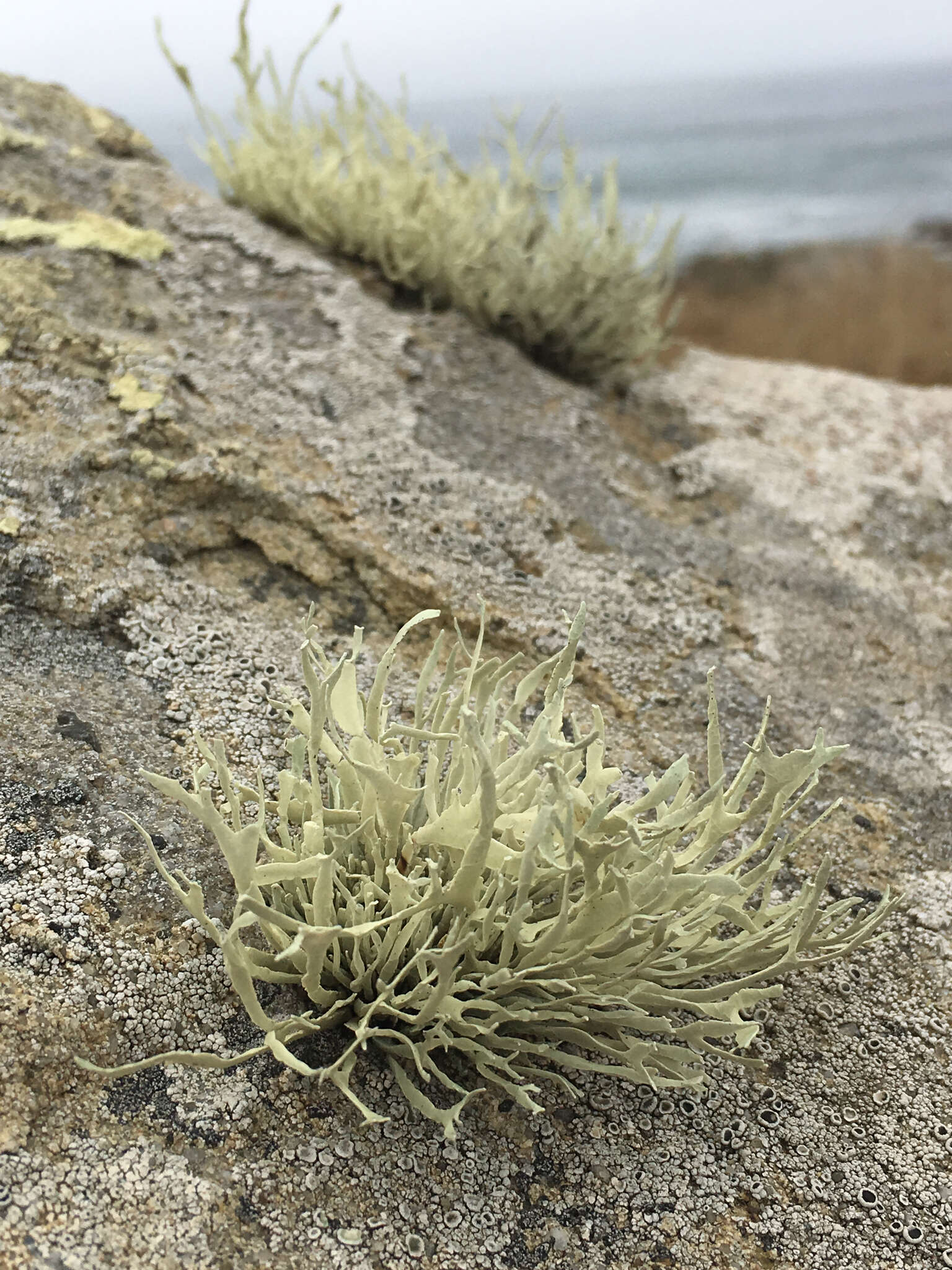 Image of Armored fog lichen