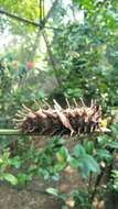 Troides helena (Linnaeus 1758) resmi