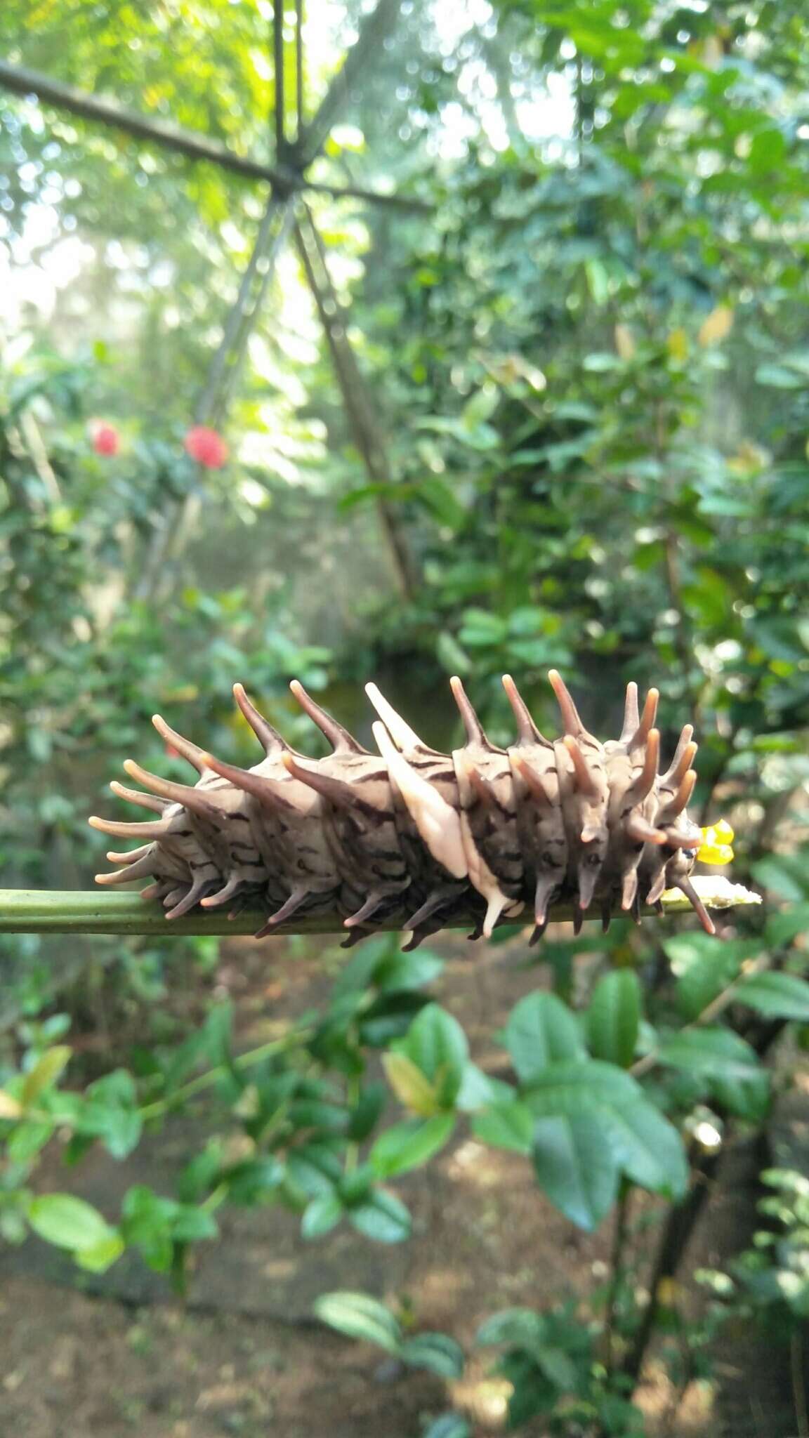 Troides helena (Linnaeus 1758) resmi