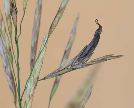 Image of Ergot