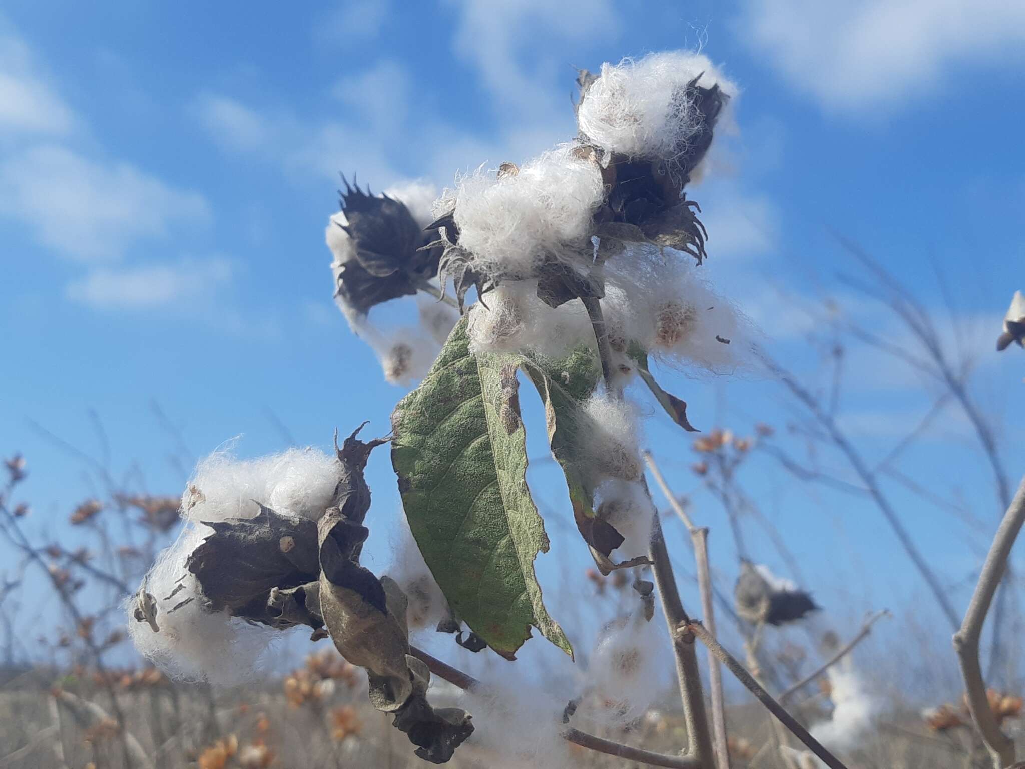 Image of Sea Island Cotton