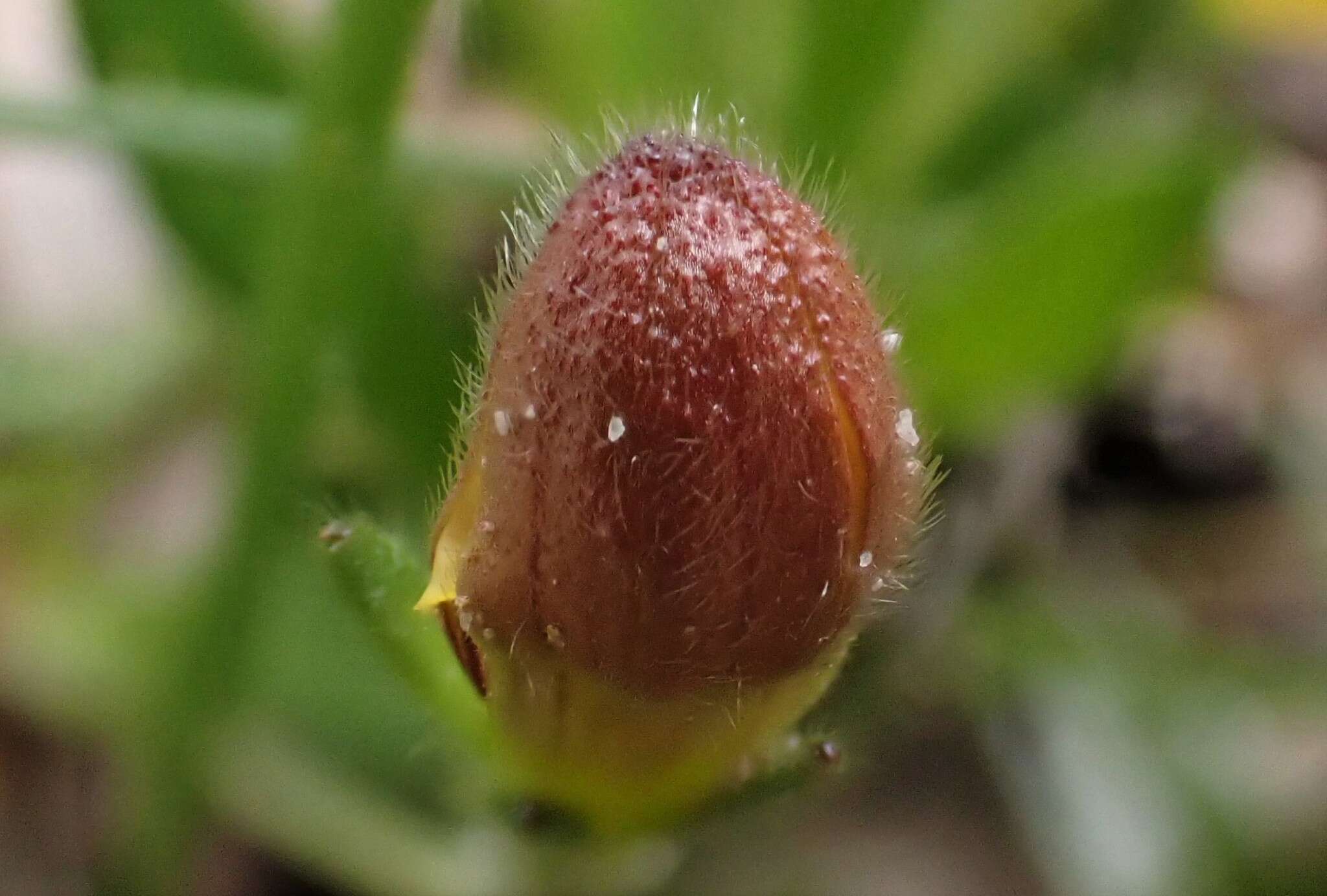 Imagem de Goodenia geniculata R. Br.