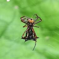 Image of Micrathena schenkeli Mello-Leitão 1939