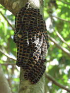 Image of Giant Silk Moth