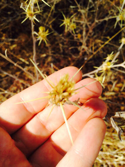 Image of yellow star-thistle