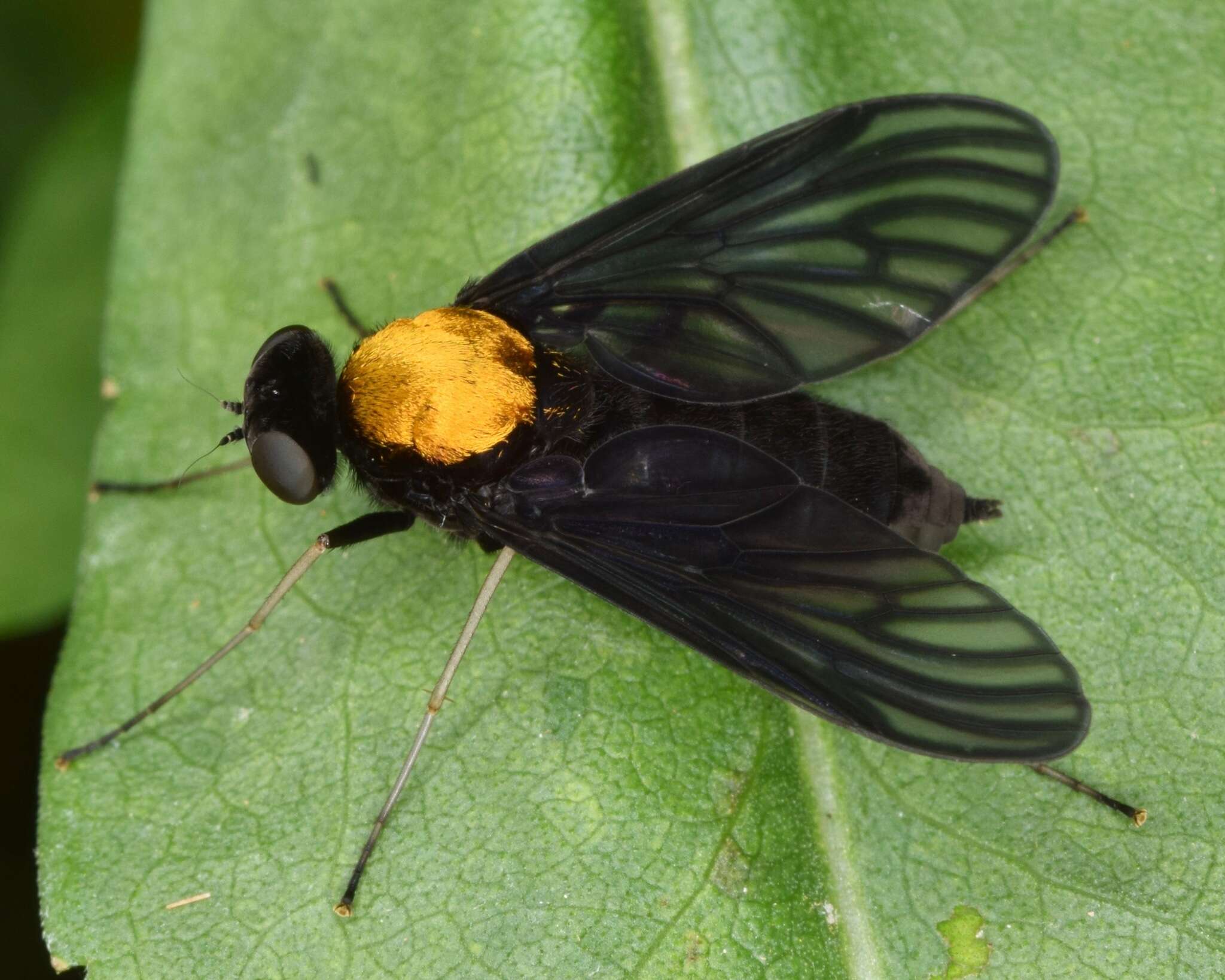 Image of Chrysopilus davisi Johnson 1912