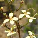 Stylidium pendulum G. J. Keighery resmi