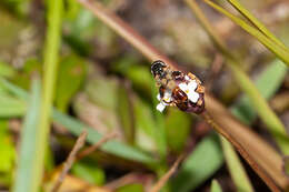 Image of Syrphid fly